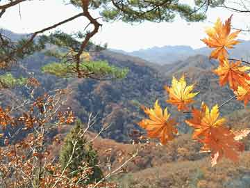 关于caoliu最新地址的文章探讨及其最新动态